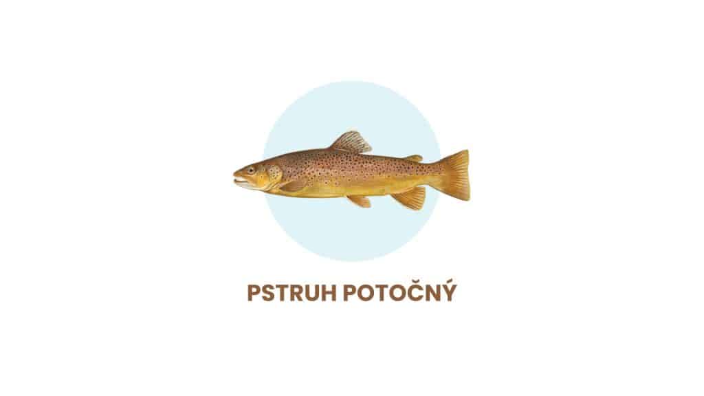 Pstruh-potočný