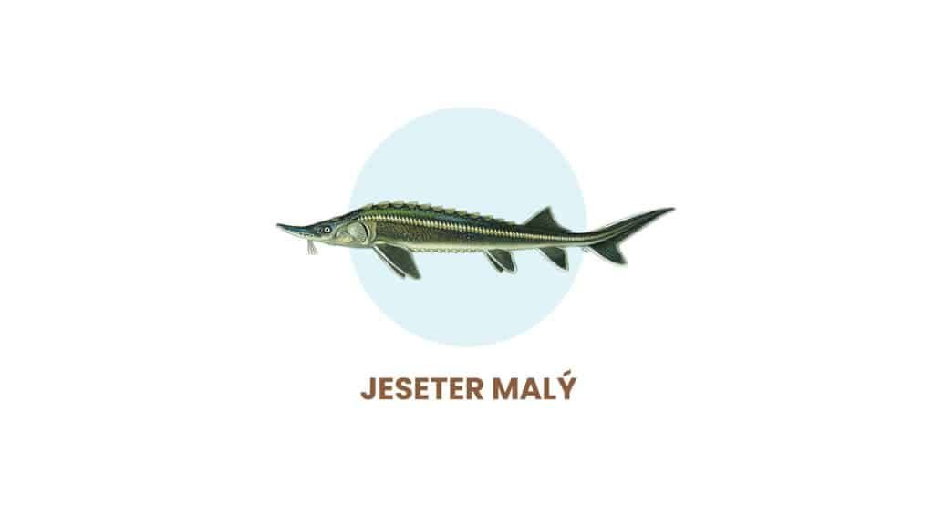 jeseter-malý