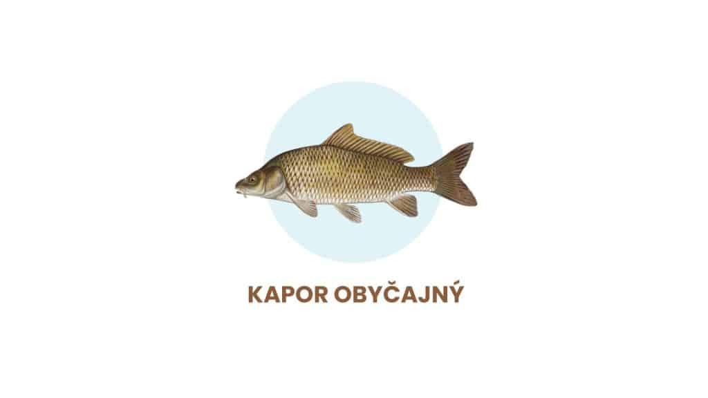 kapor-obyčajný