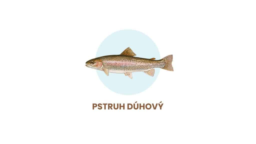 pstruh-dúhový