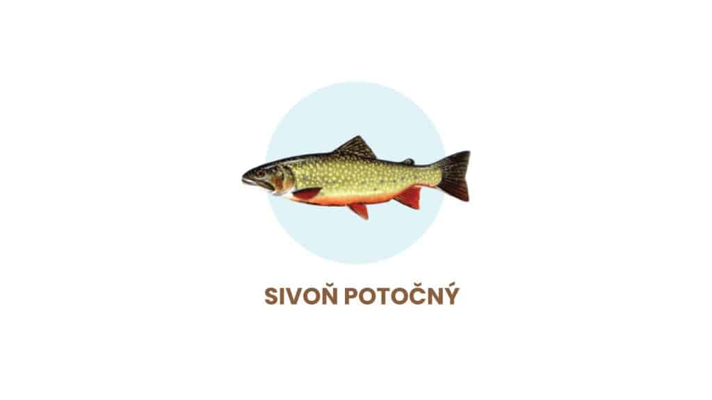 sivoň-potočný